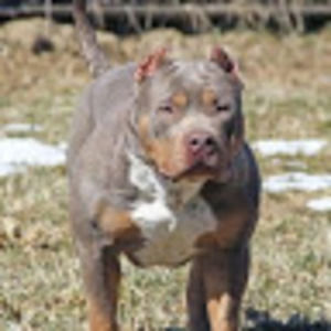 Meet your Posher, Dan